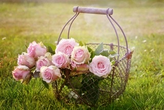 Roses in a bicycle's basket.