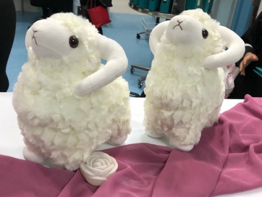 Two plush sheep