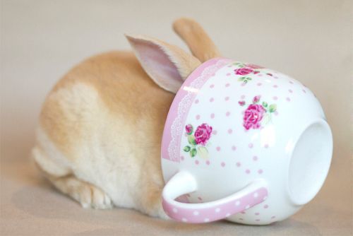 Photograph of a cream-coloured rabbit with a lightr undercoat burrowing into a white teacup with pink poca-dots and rose floral print. There's a whtie lace pattern on the pink rim.